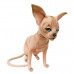 Sphynx Plush Cat